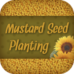 Mustard Seeds